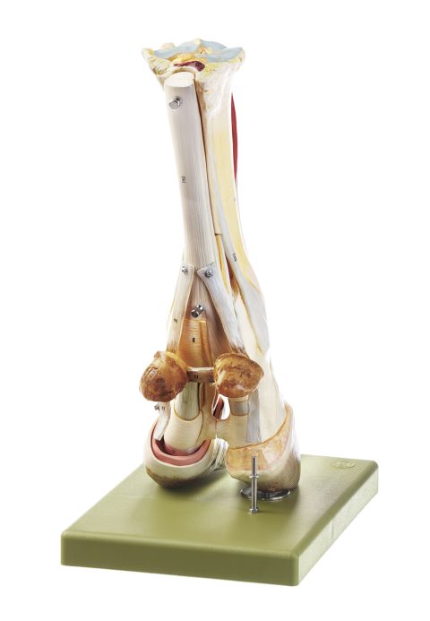 Hoef Model Koe