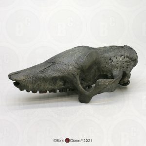 Holmesina Schedelmodel