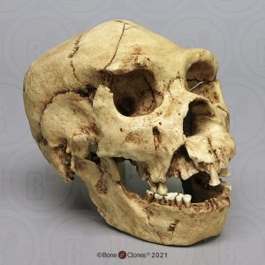 Homo heidelbergensis Schedel Model