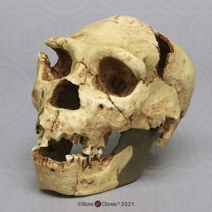 Homo heidelbergensis Schedel Model