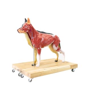 Hond Model, 11-delig