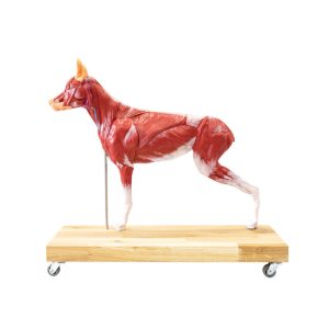 Hond Model, 11-delig
