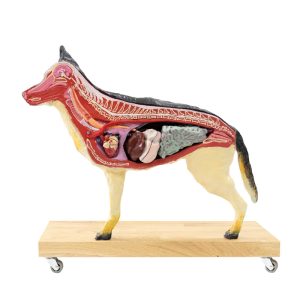 Hond Model, 11-delig