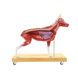 Hond Model, 11-delig