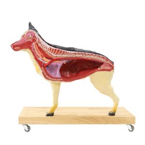 Hond Model, 11-delig