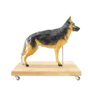 Hond Model, 11-delig