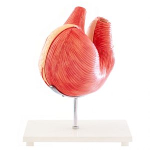 Hondenmaag Model