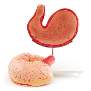 Hondenmaag Model