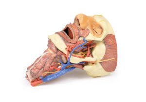 Hoofd & Nek Dissectie, 3D Print