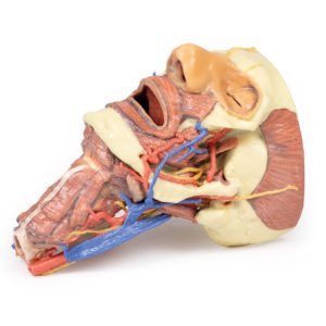 Hoofd & Nek Dissectie, 3D Print