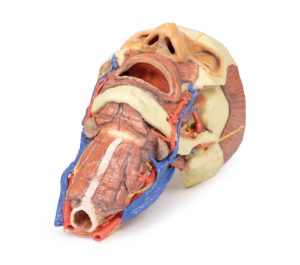 Hoofd & Nek Dissectie, 3D Print