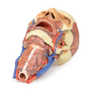 Hoofd & Nek Dissectie, 3D Print