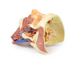 Hoofd & Nek Dissectie, 3D Print