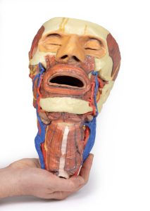 Hoofd & Nek Dissectie, 3D Print