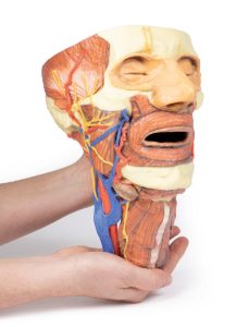 Hoofd & Nek Dissectie, 3D Print