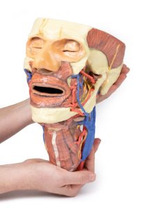 Hoofd & Nek Dissectie, 3D Print