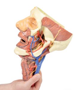 Hoofd & Nek Dissectie, 3D Print