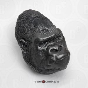 Hoofd Gorilla Model, mannelijk