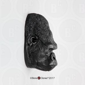 Hoofd Gorilla Model, mannelijk
