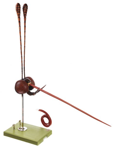 Hoofd Model Vlinder