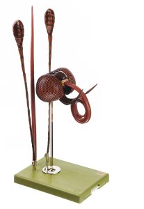 Hoofd Model Vlinder
