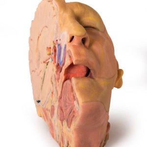 Hoofd en Nek, 3Dprint