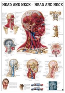 Anatomie Poster Hoofd en Nek Gelamineerd