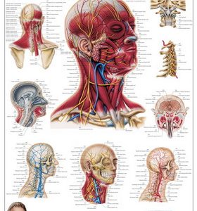 Anatomie Poster Hoofd en Nek Gelamineerd