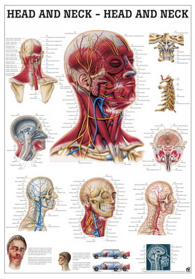 Anatomie Poster Hoofd en Nek Gelamineerd