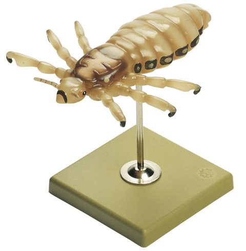 Hoofdluis Model