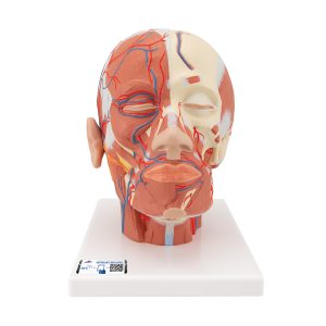 Hoofdmodel met spieren & bloedvaten