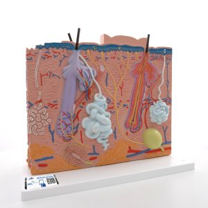 Huidmodel, 3 delig, 80x vergroot