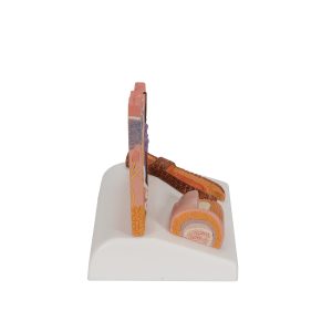Huid, haar & nagel model