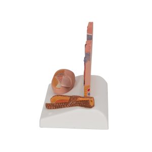 Huid, haar & nagel model