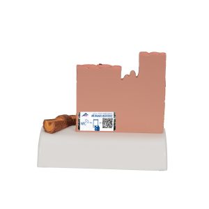 Huid, haar & nagel model