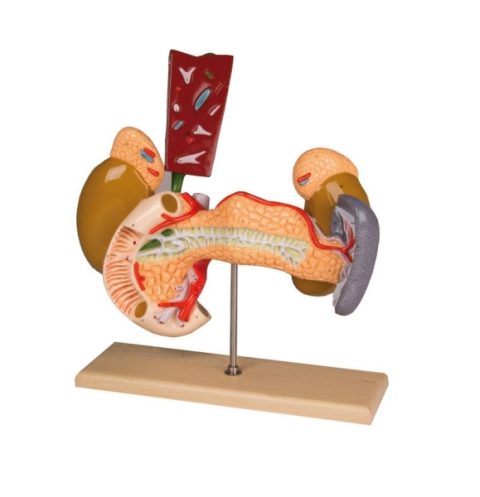 Interne Organen Model