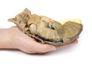 Intussusceptie van Dunne Darm, 3D Print