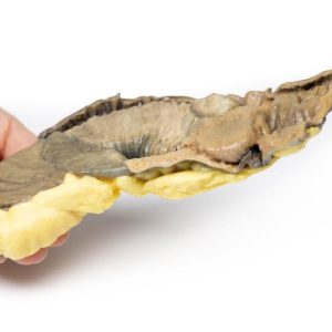 Intussusceptie van Dunne Darm, 3D Print