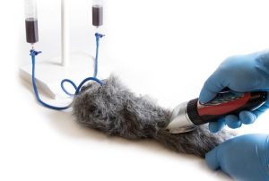 IV Injectietrainer Hondenpoot