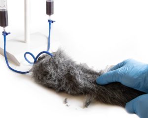 IV Injectietrainer Hondenpoot