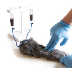 IV Injectietrainer Hondenpoot