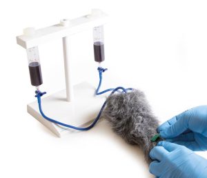 IV Injectietrainer Hondenpoot