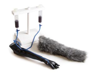 IV Injectietrainer Hondenpoot