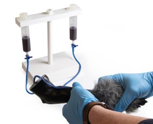 IV Injectietrainer Hondenpoot