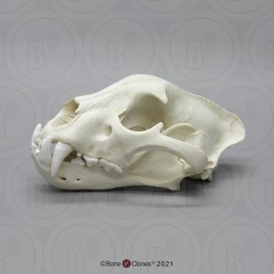 Jaguar Schedelmodel