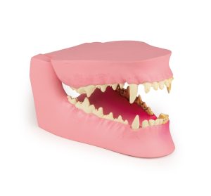 Kaak hond
