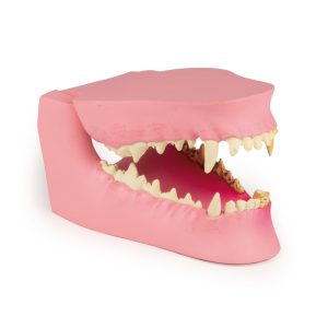 Kaak hond