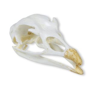 Kalkoen Schedelmodel