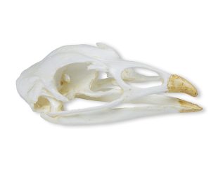 Kalkoen Schedelmodel