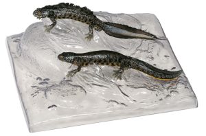 Kamsalamander Modellenset
